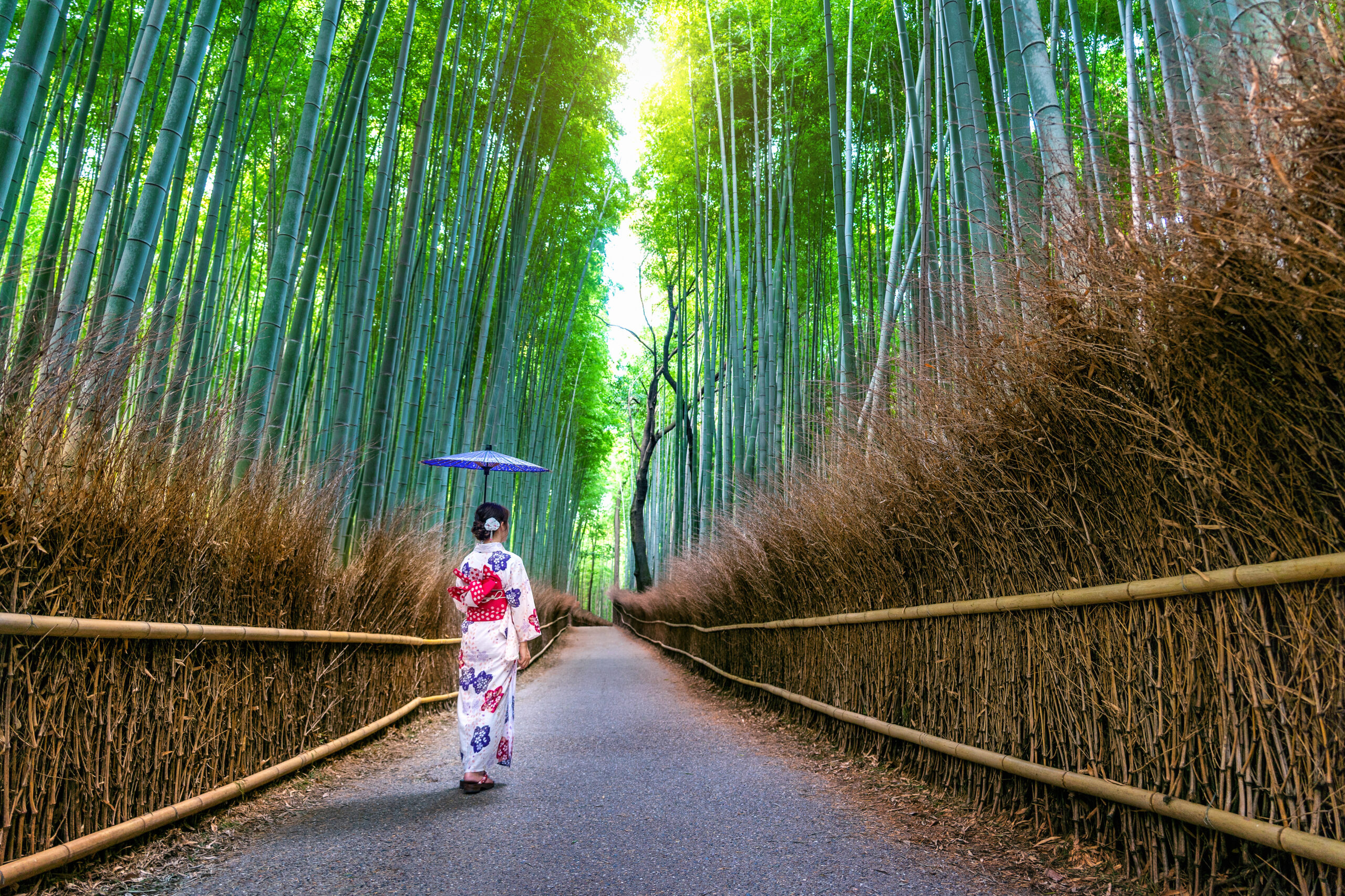 Bamboo Forest. Asian woman wearing japanese traditional kimono at Bamboo Forest in Kyoto, Japan.